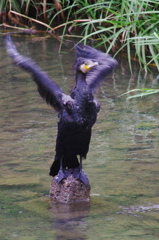 カワウ