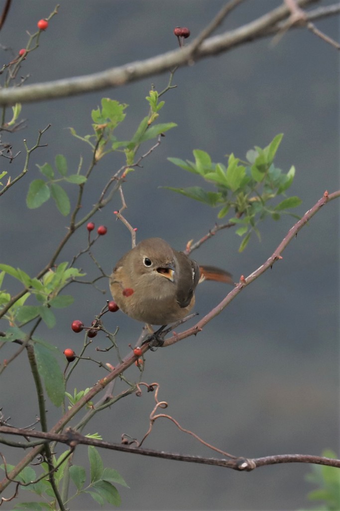 尉鶲♀赤い実５