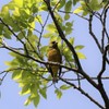 カワラヒワ
