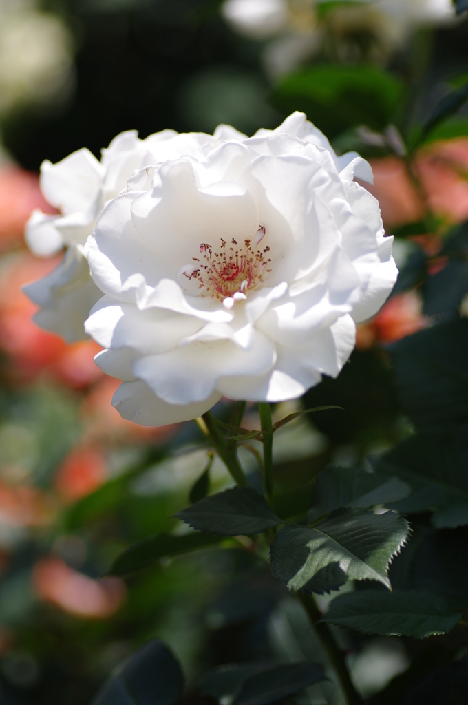 白薔薇