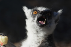 Ring-tailed lemur