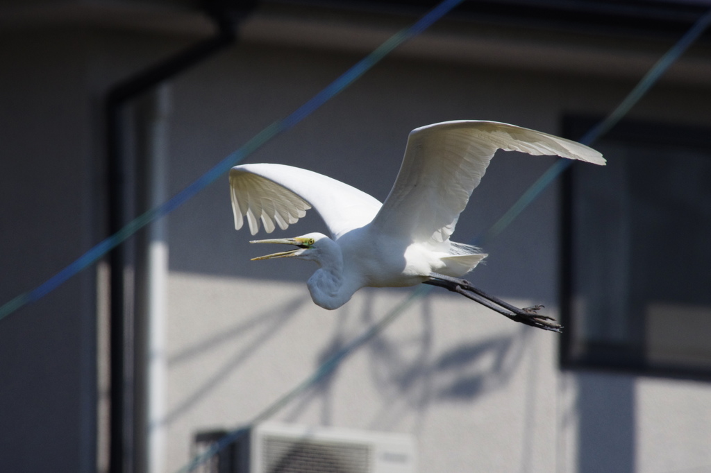 チュウサギ　牙　牙