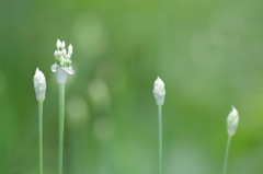雨上がりのソフトクリーム