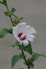 雨の中の木槿