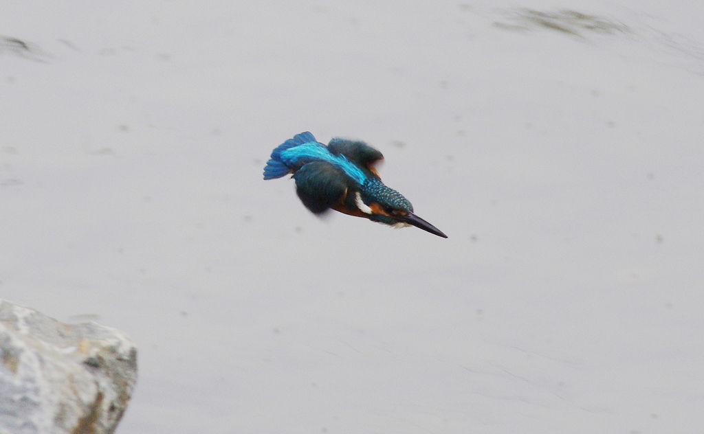 Young KAWASEMI　Fly