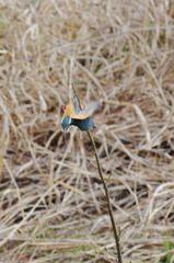 Take off