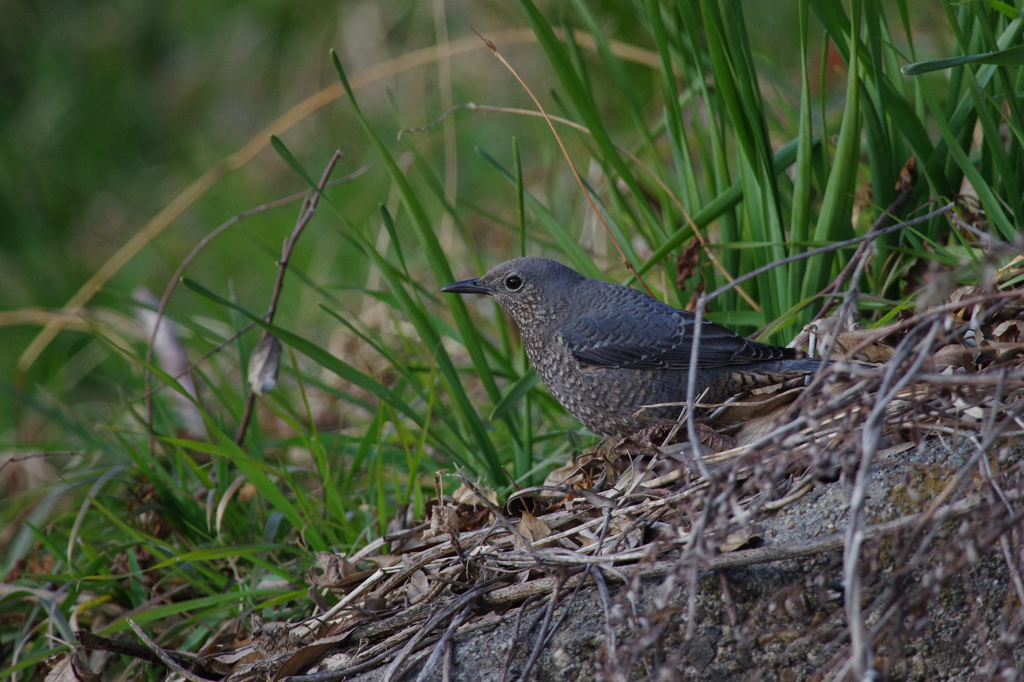 イソヒヨドリ３