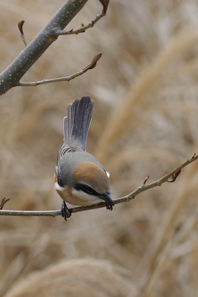 百舌鳥君５