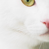 Cat's eye