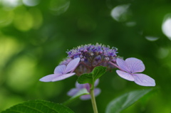 木陰の紫陽花２