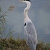 アオサギ