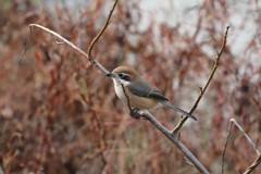 冬の鳥たち　百舌鳥