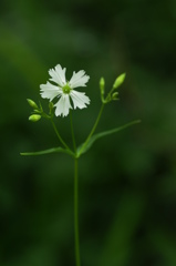 六甲高山植物園　センジュガンピ