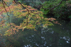 もみじ