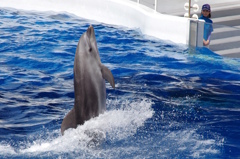 水族館イルカショー６