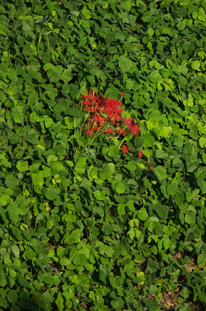 彼岸花