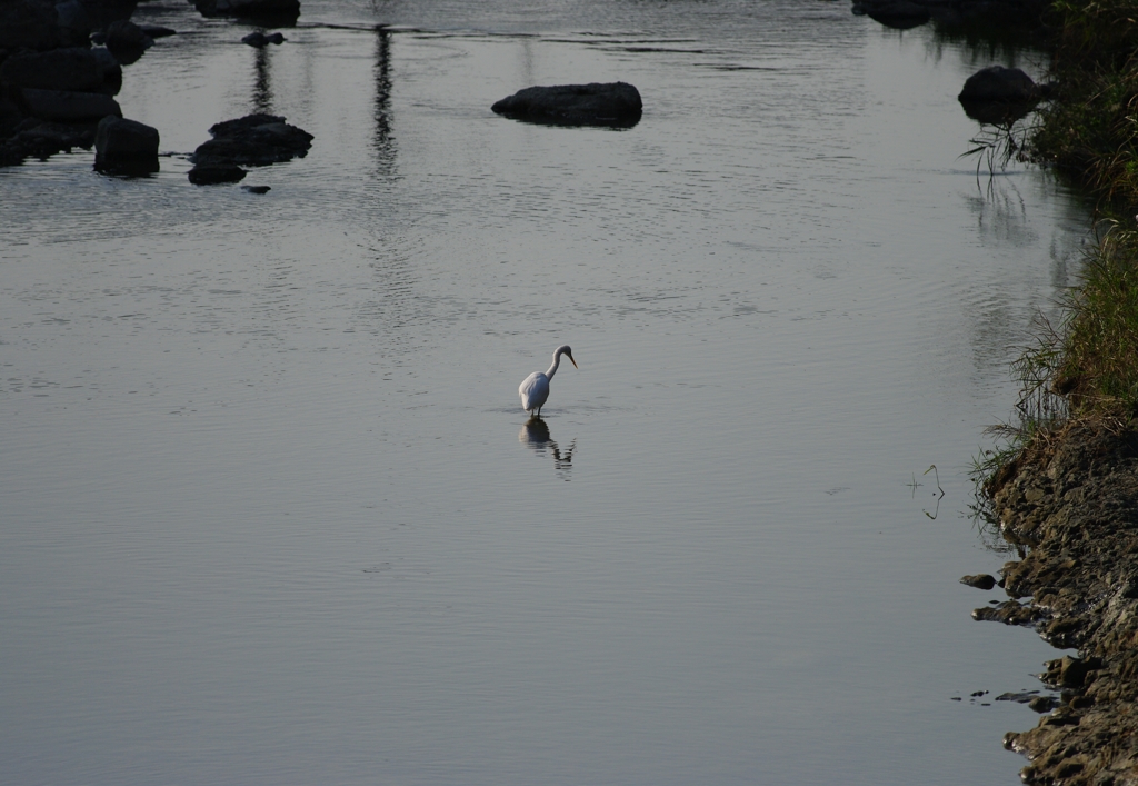 Lonely heron