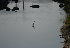 Lonely heron