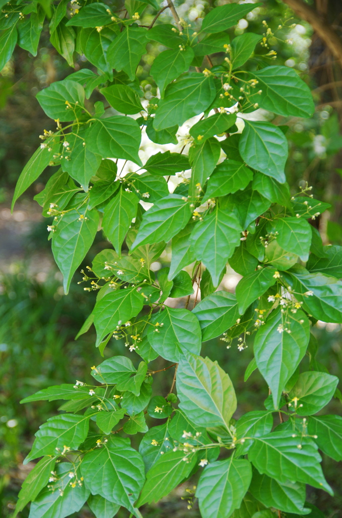 植物園散策木漏れ日
