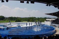 水族館イルカショー１