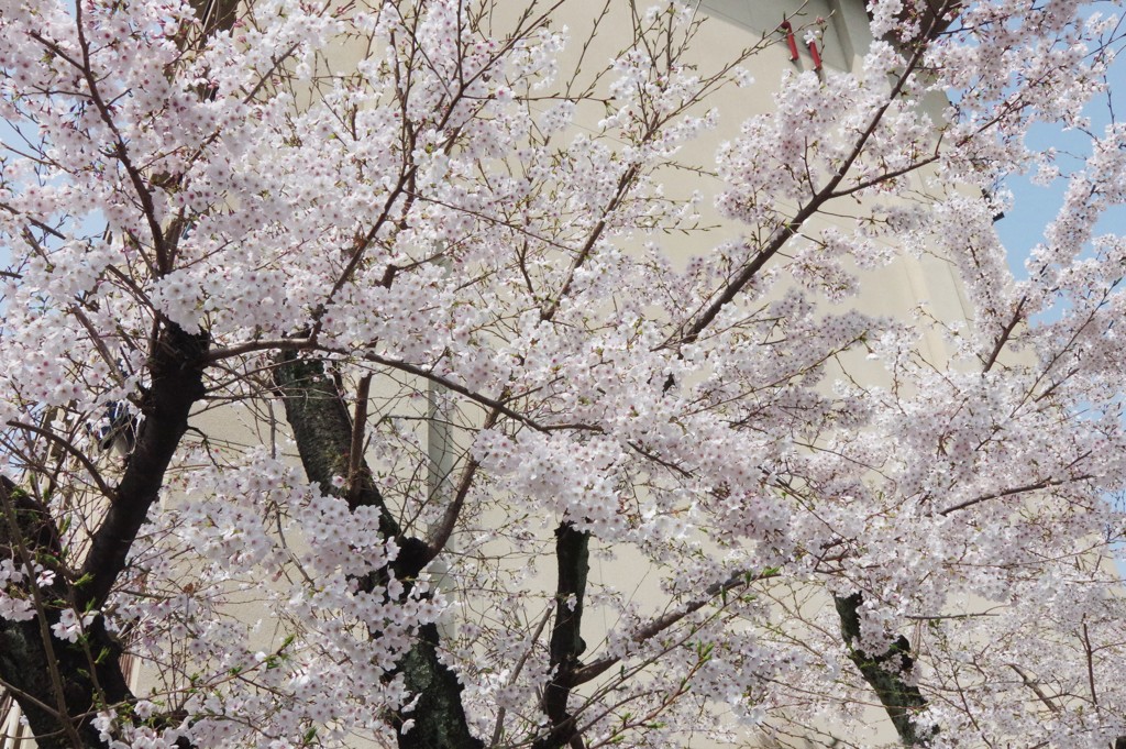 桜４