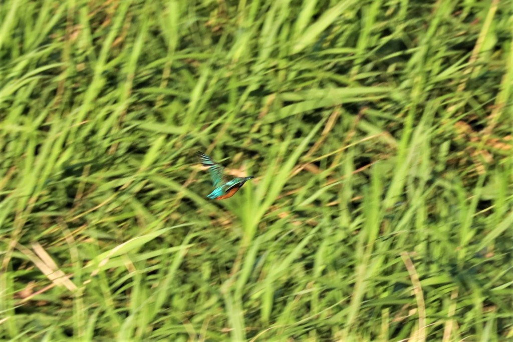 翡翠