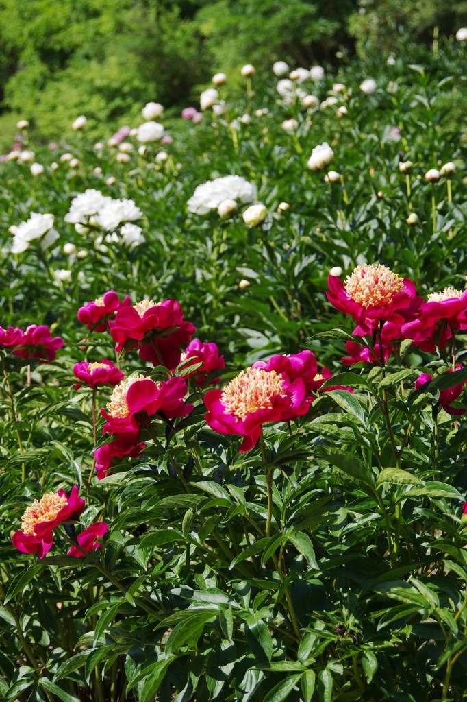 植物園散策芍薬園