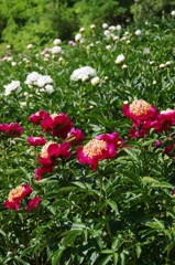 植物園散策芍薬園