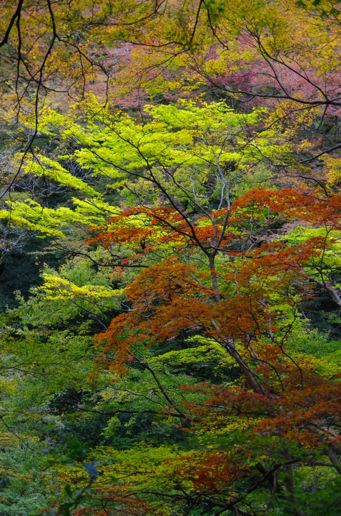 箕面の山紅葉１