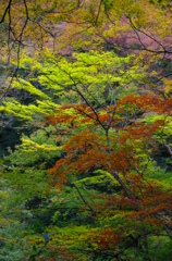 箕面の山紅葉１