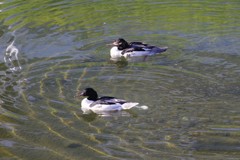 カワアイサ雌雄４