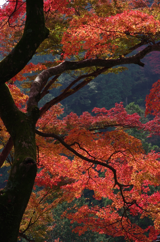 艶やかな紅葉