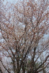 山桜