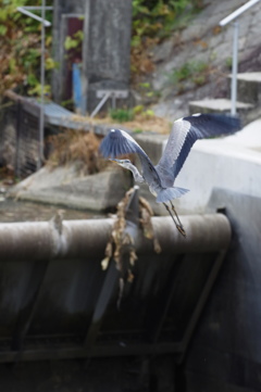 アオサギ飛ぶ
