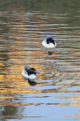 夕暮れのカワアイサ２