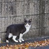 ニャニか？