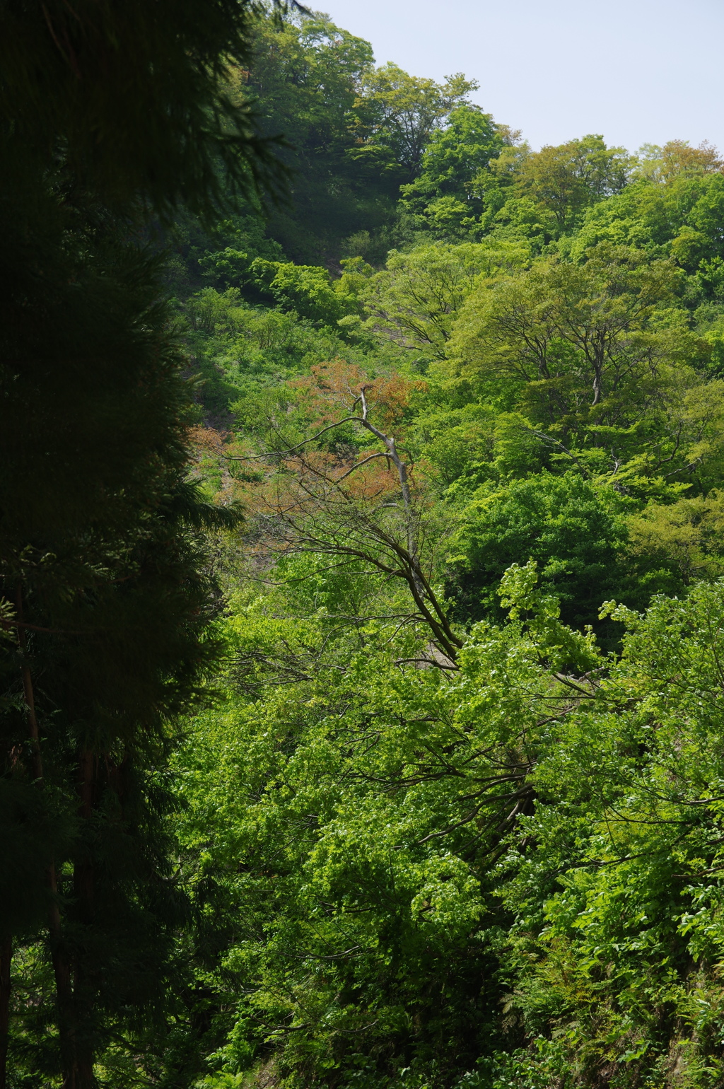 新緑の山２