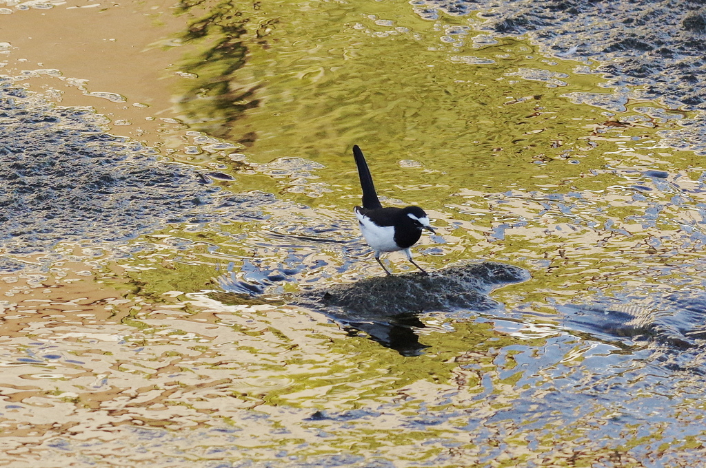 セグロセキレイ１