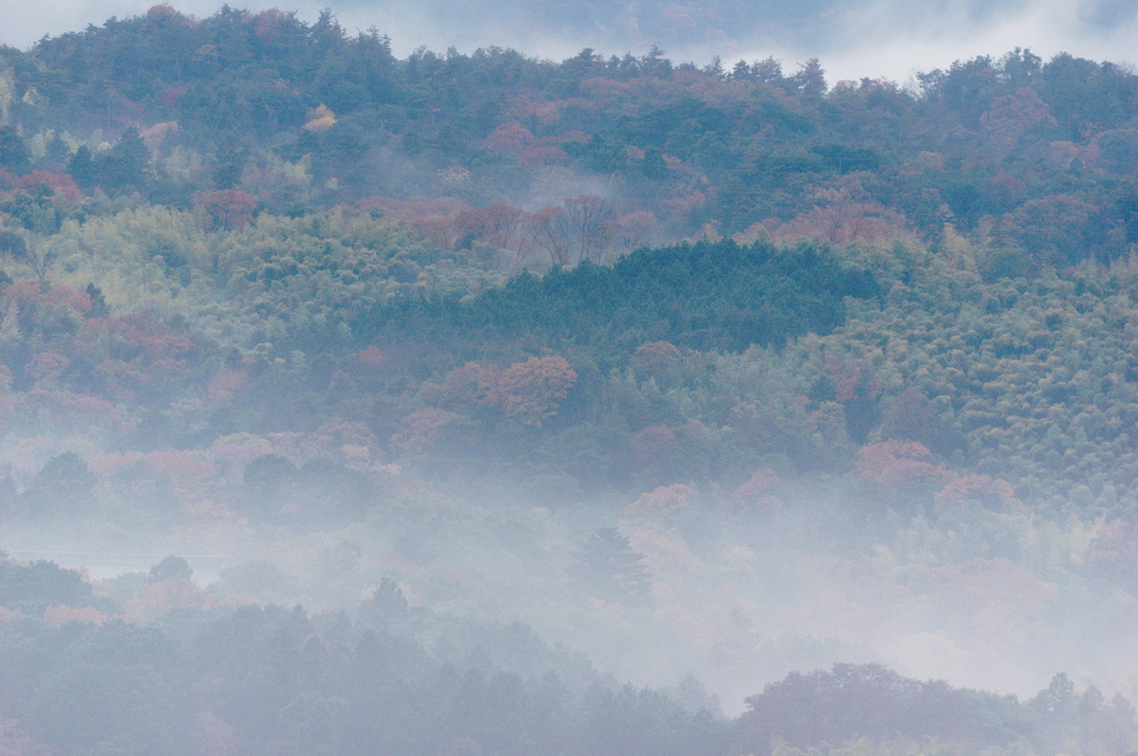 雨に煙る紅葉