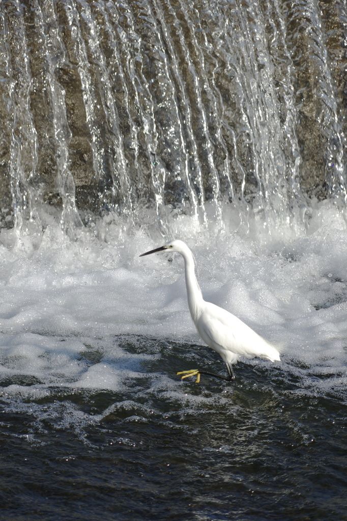 鳥と遊ぶ２
