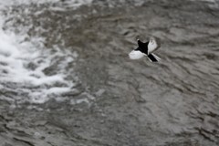 雨の日の鶺鴒飛翔