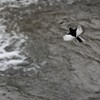 雨の日の鶺鴒飛翔