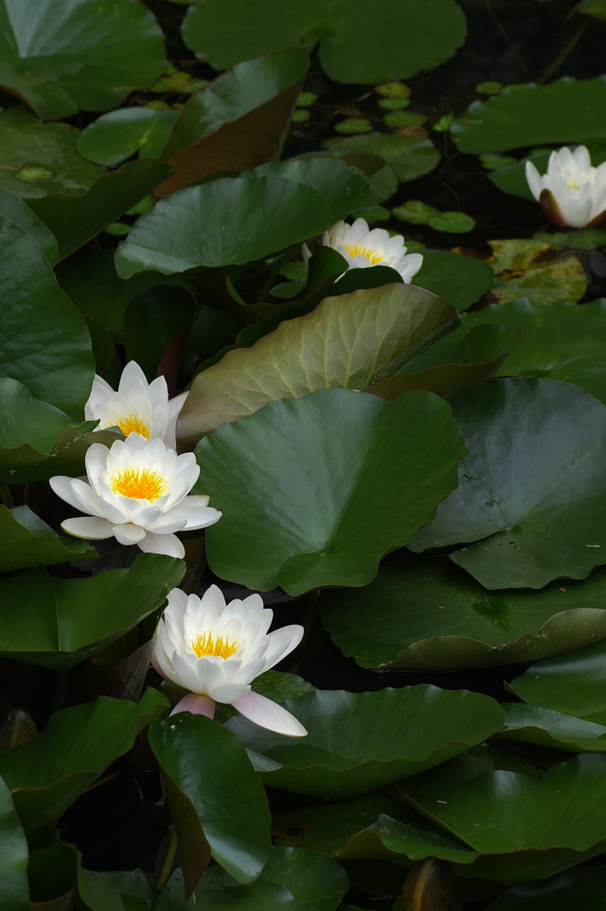 六甲高山植物園　スイレン