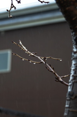 雨