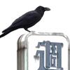 週刊カラス