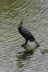 カワウ