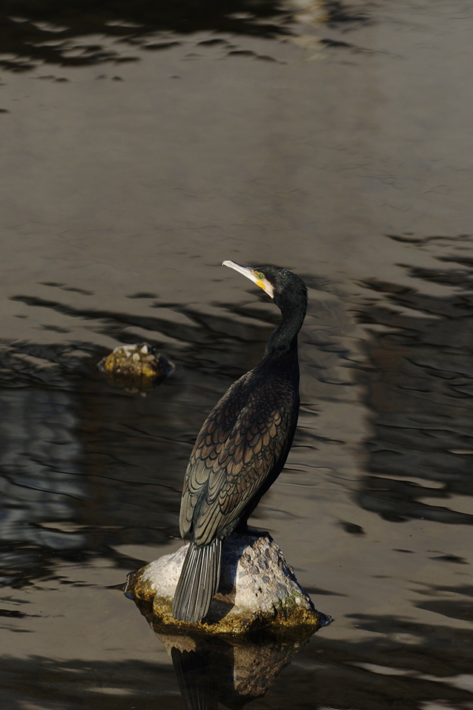 カワウ