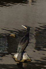 カワウ