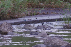 ハグロトンボと翡翠飛翔