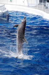 水族館イルカショー７